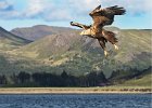 White Tailed Sea Eagle - John Scholey (Open).jpg